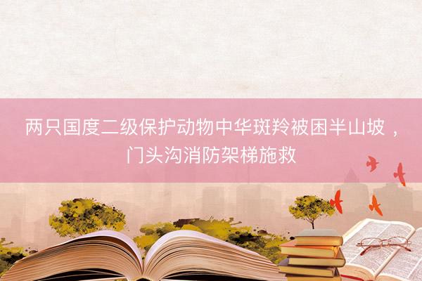 两只国度二级保护动物中华斑羚被困半山坡 ，门头沟消防架梯施救